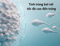 Quá Trình Thụ Thai Và Làm Tổ