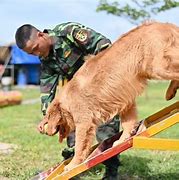 Trường Huấn Luyện Chó Tphcm